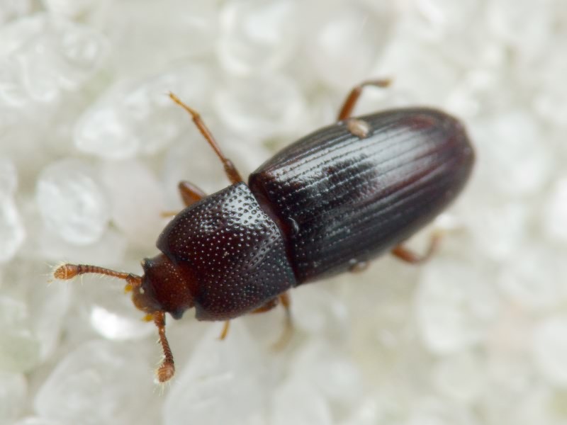 Cerylon histeroides (Fabricius, 1792)